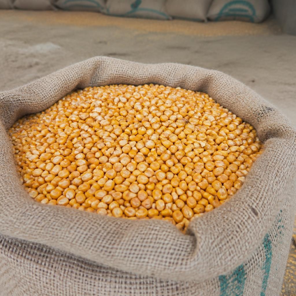 Indian yellow maize corn kernels in a jute sack for export